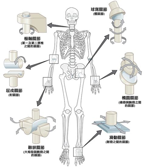 屈戍關節